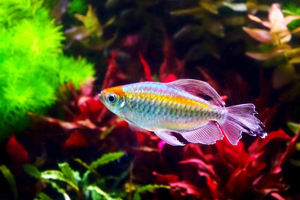 Congo tetra fish (Phenacogrammus interruptus)