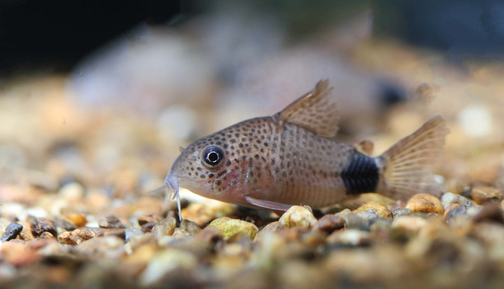 Corydoras similis