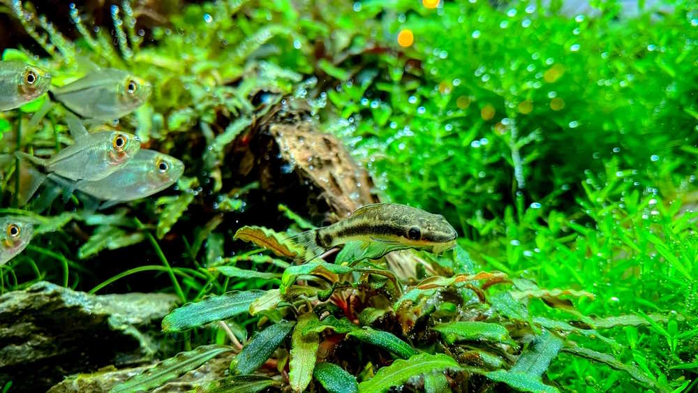 Costae Tetra (Moenkhausia costae) and otocinlus in planted tank