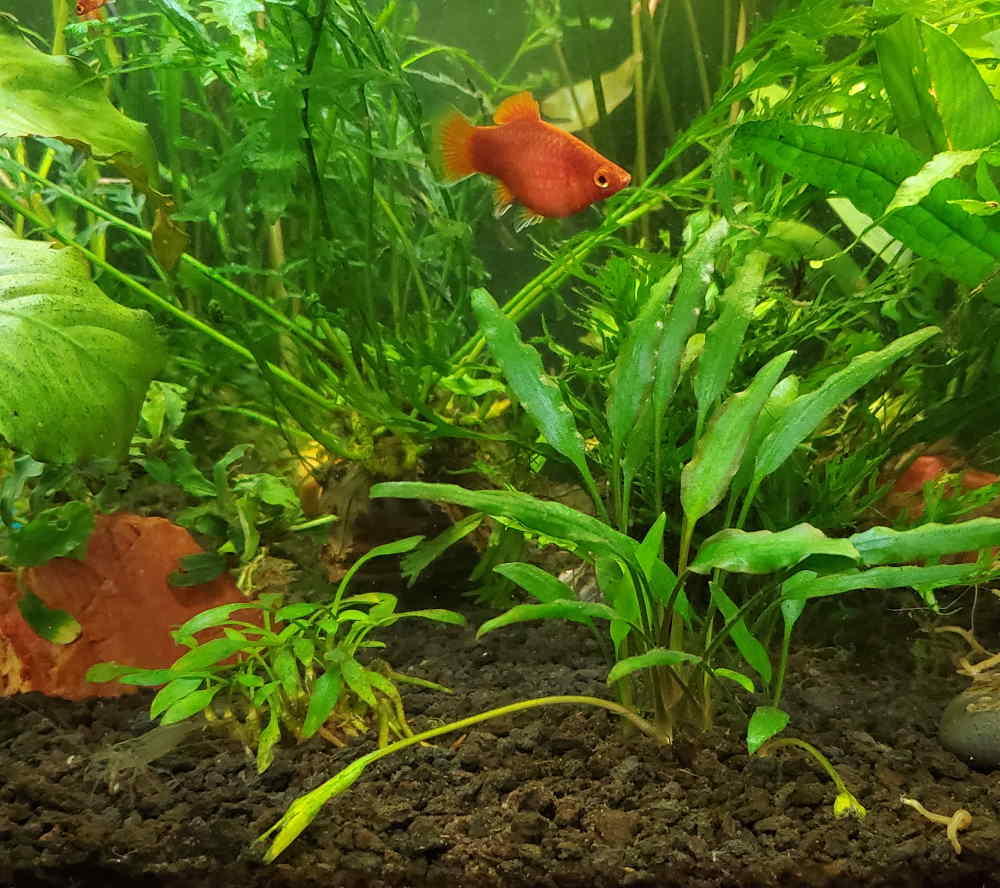 The Best Types of Aquarium Sand for Plants (Full Guide)