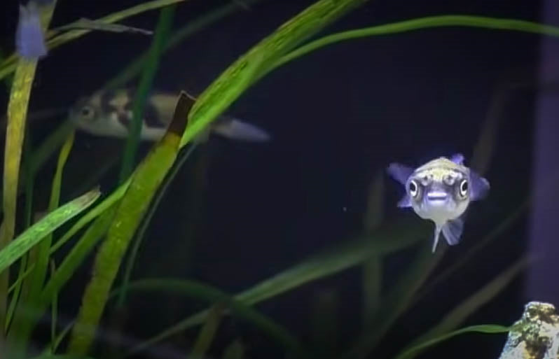 Curious Amazon puffer staring at me