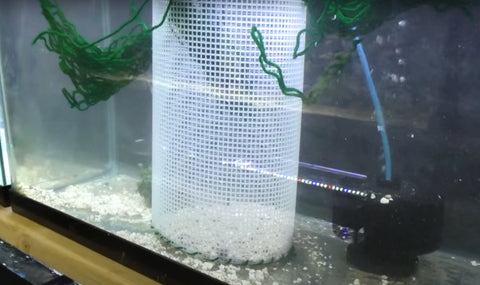 How to Make a DIY Fry Trap for Breeding and Raising Aquarium Fish