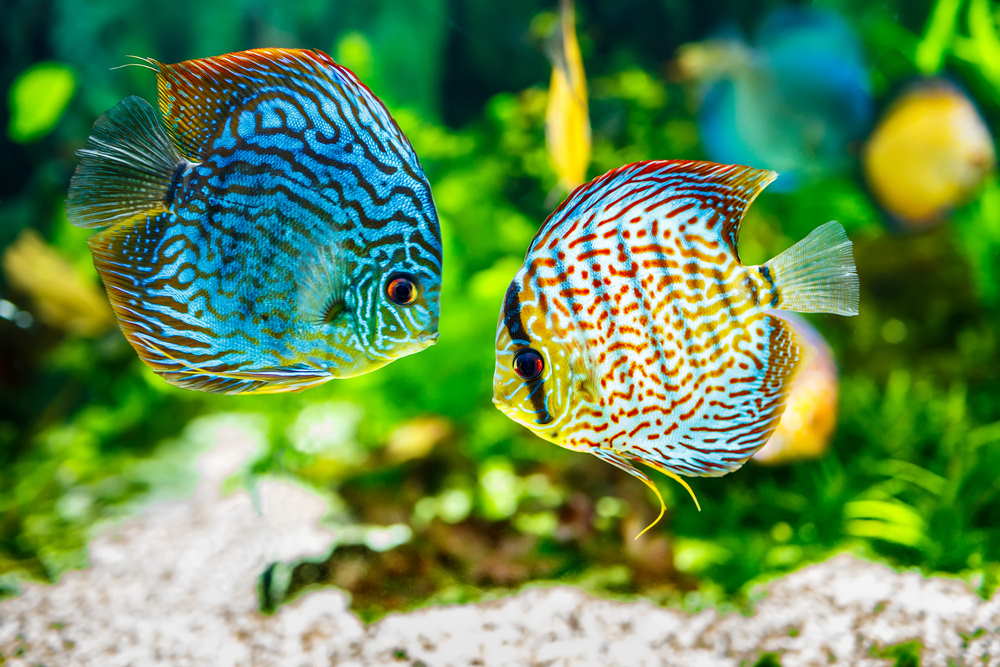 Top 5 Freshwater Aquarium Fish That Love Soft Water