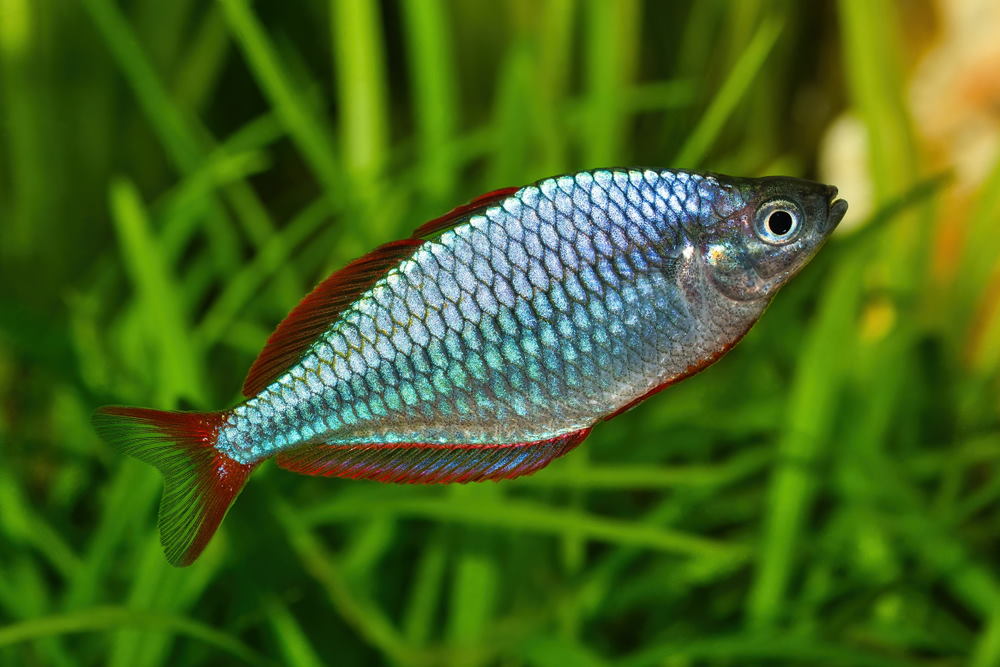 Dwarf rainbowfish Melanotaenia praecox