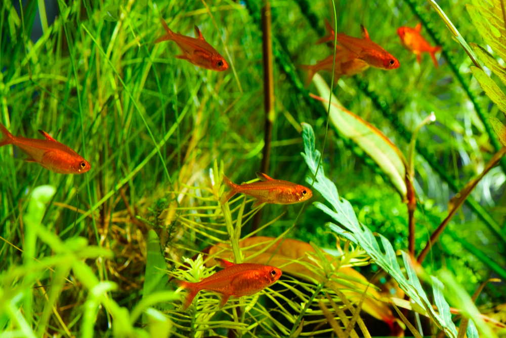 neon and ember tetras