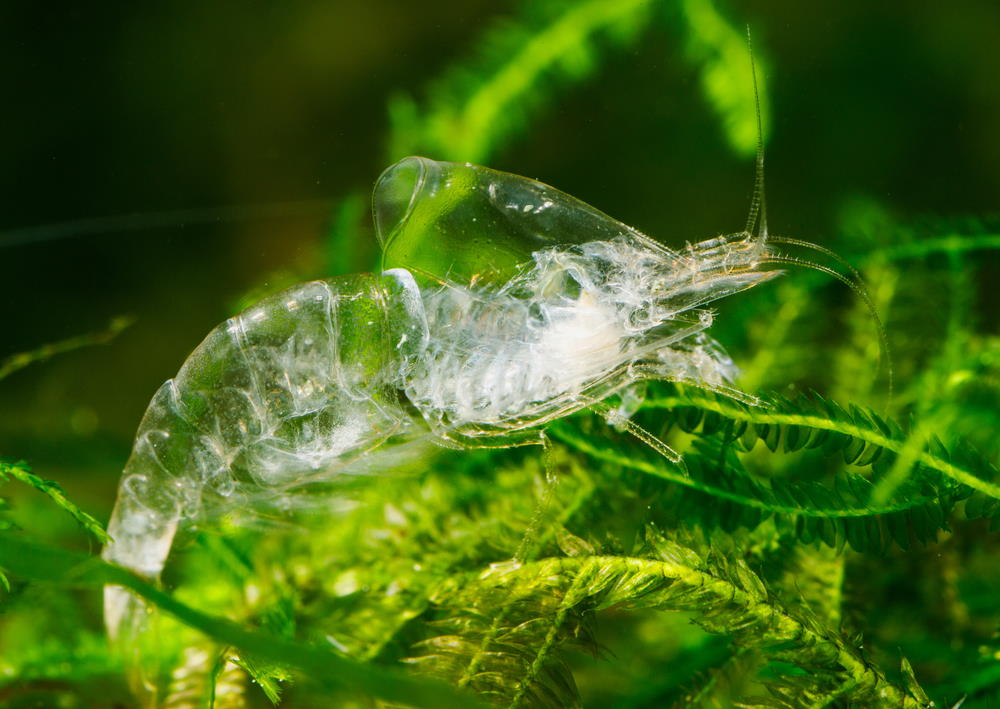 Fresh molt of cherry shrimp