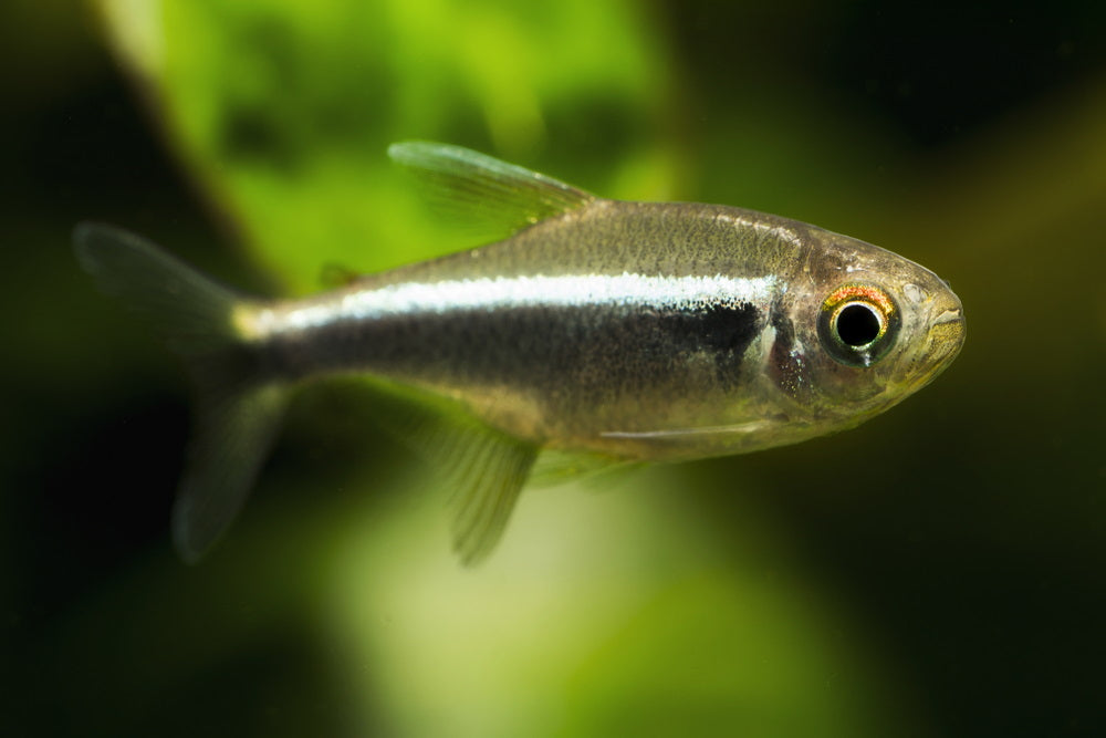 Freshwater tetra black neon fish in detail