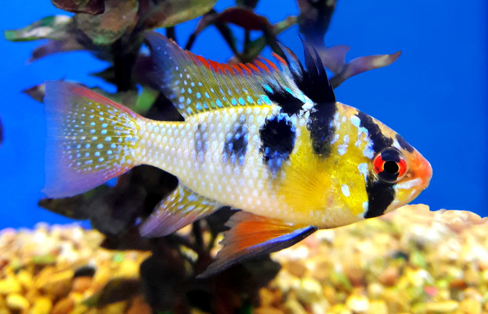 German blue ram (Mikrogeophagus ramirezi)