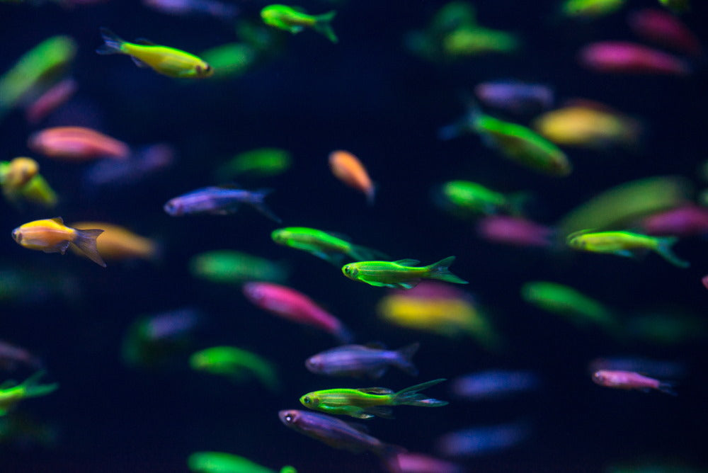GloFish danios