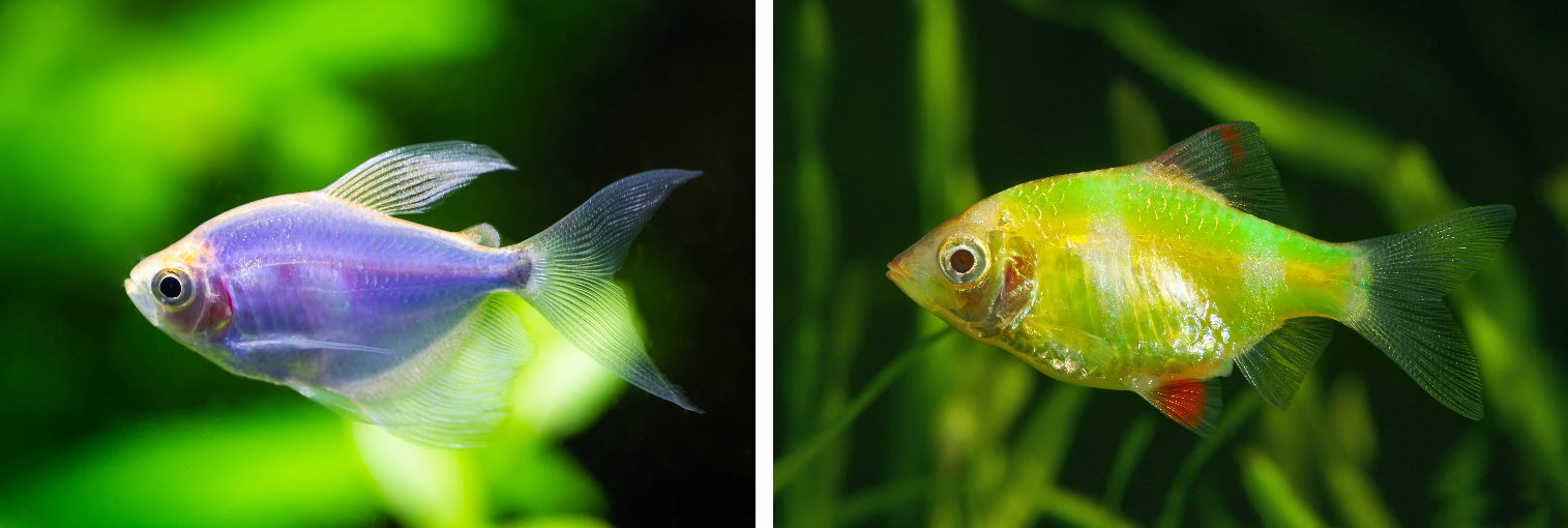 5 Best Fish Tank Ideas for a 29-Gallon Freshwater Aquarium – Aquarium Co-Op