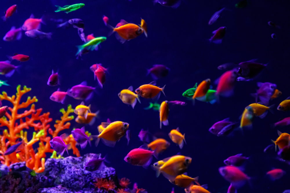 GloFish tetras