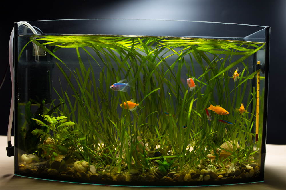 GloFish tetras in planted tank