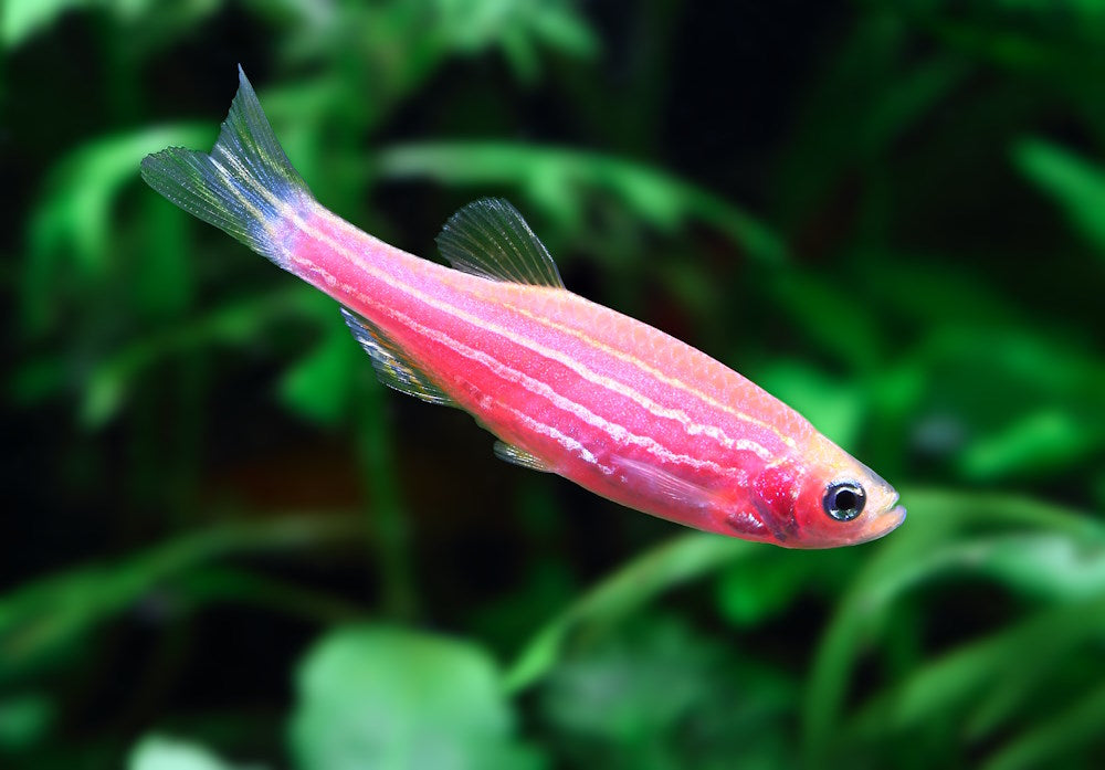 GloFish zebra danio