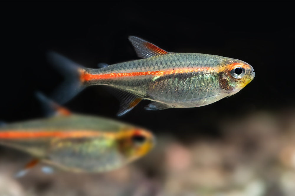 Glowlight Tetra (Hemigrammus erythrozonus)