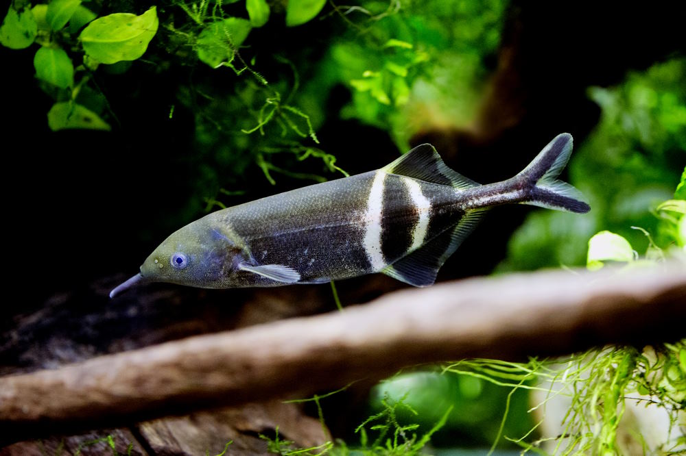 green tropical fish