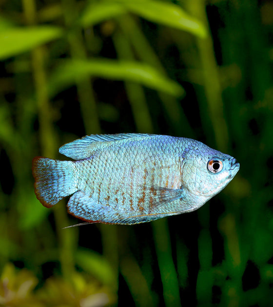 small blue freshwater fish