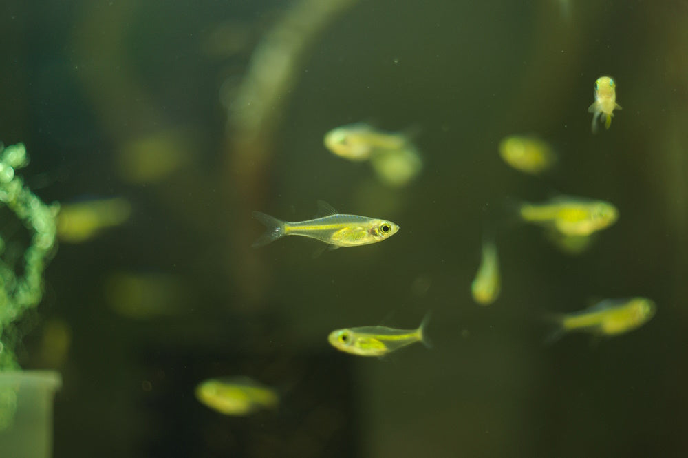 Green neon or Kubotai rasbora (Microdevario kubotai)