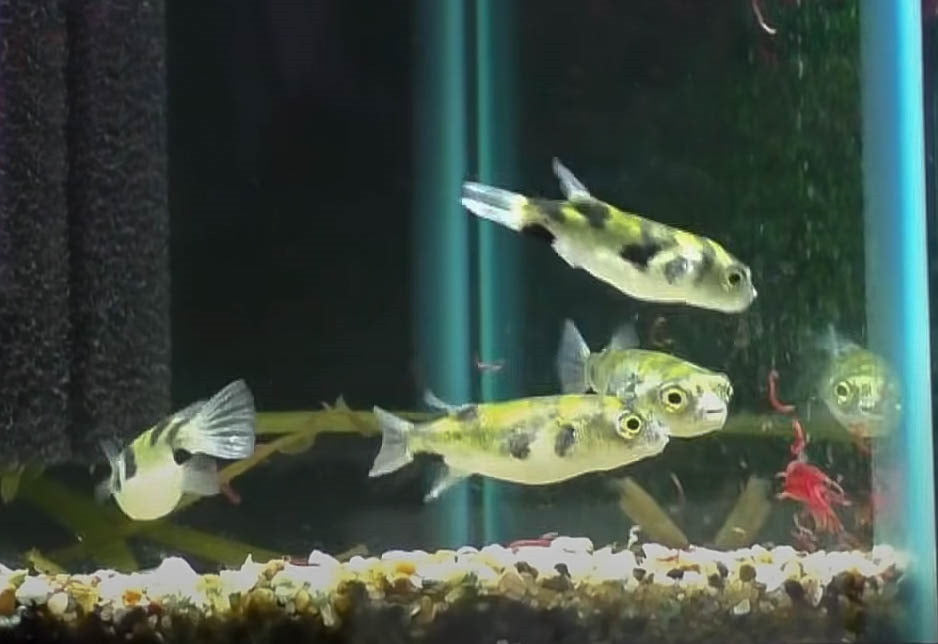 Group of Amazon puffers eating frozen bloodworms