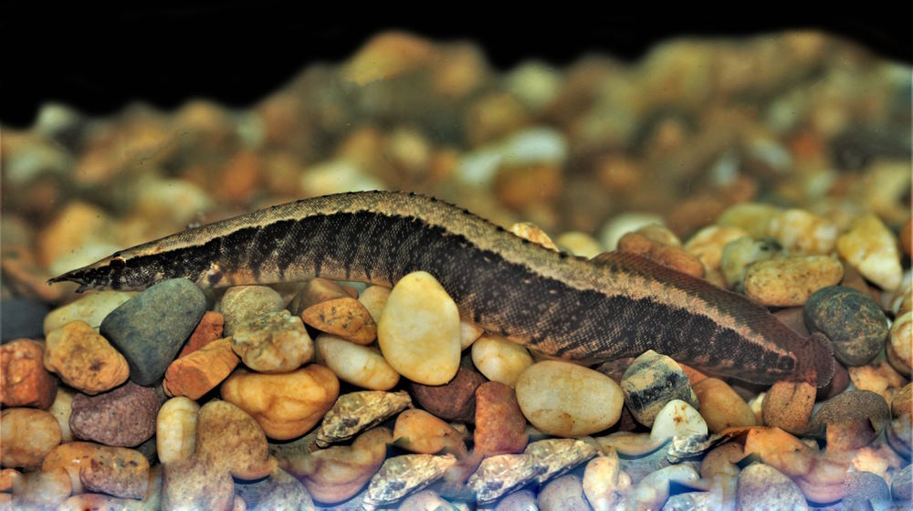 Half-Banded Spiny Eel