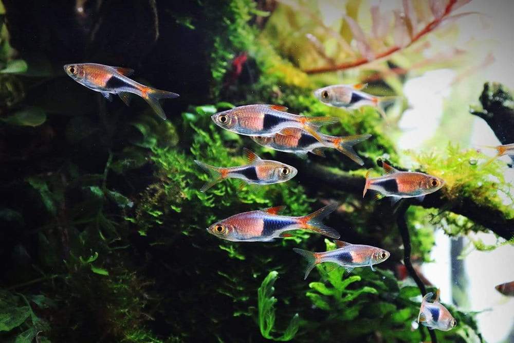 Harlequin rasbora