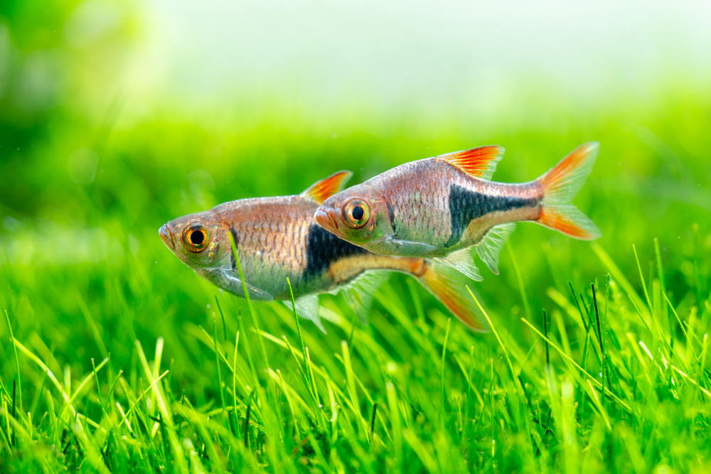 Harlequin rasbora (Trigonostigma heteromorpha) in planted tank