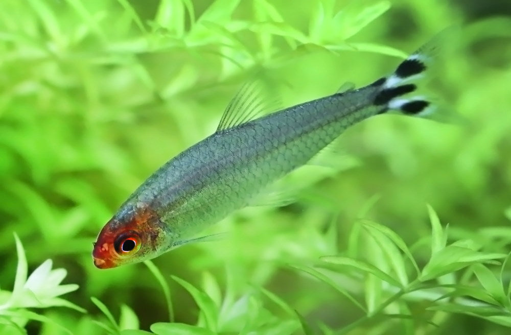 Care Guide for Silver Tip Tetras — Fun and Interactive Schooling Fish –  Aquarium Co-Op