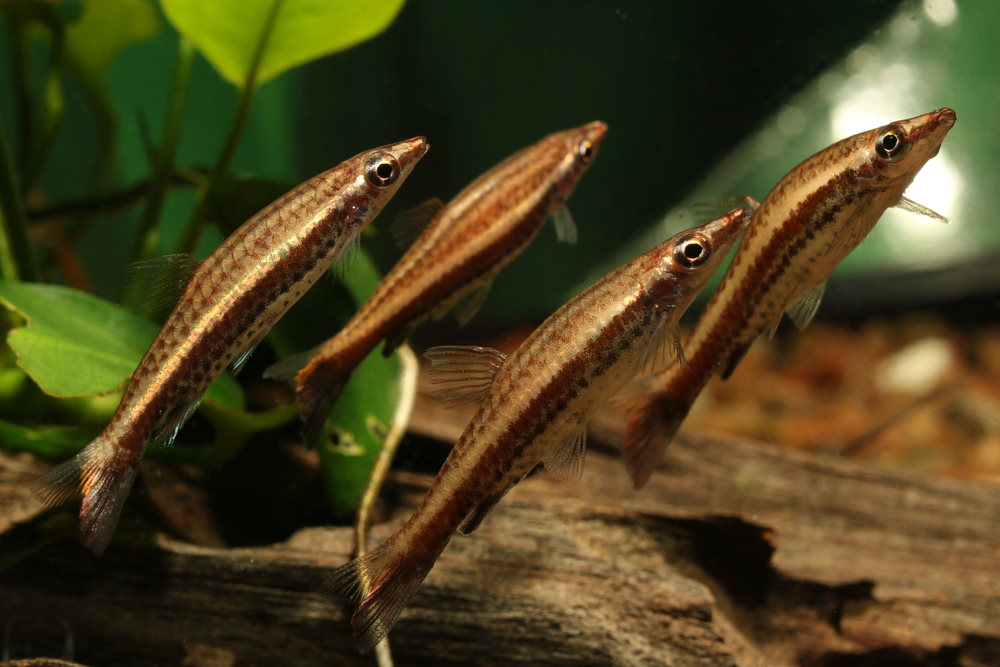 Hockeystick Pencilfish (Nannostomus eques)