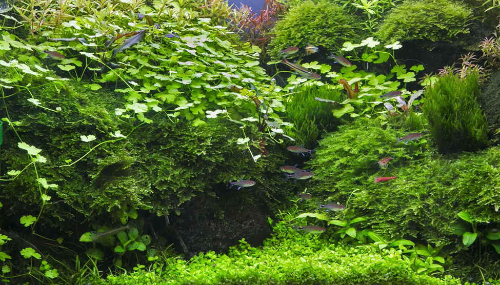 Hydrocotyle tripartita ‘Japan’