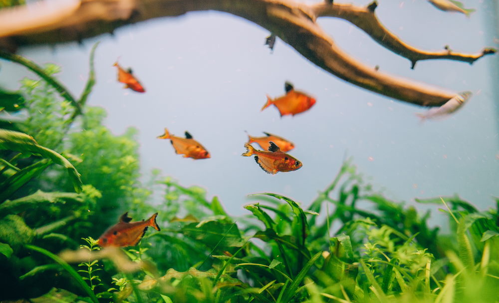 How to set up a FRESHWATER AQUARIUM: Beginners guide to your 1st Fish Tank  