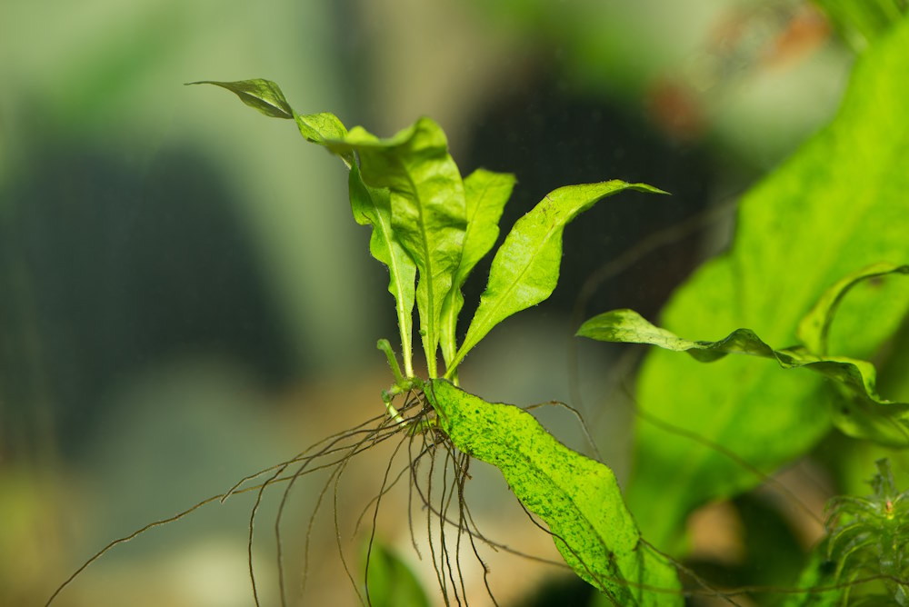 Java fern growing a new baby plant, the mother leaf will eventually die off