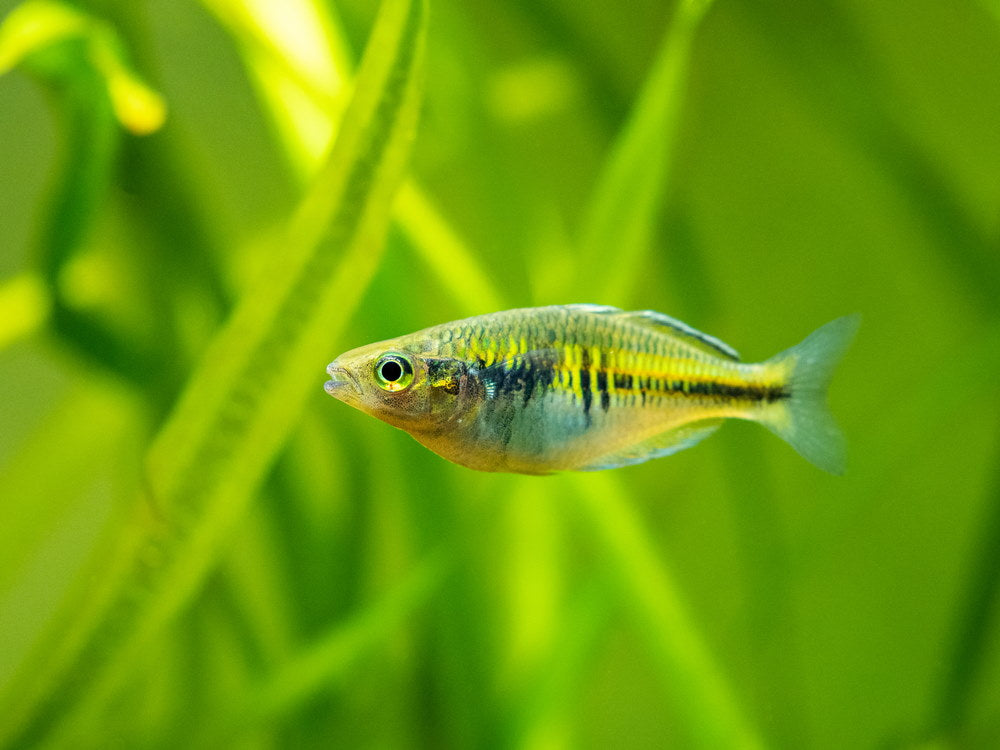 Juvenile Boesemani rainbowfish