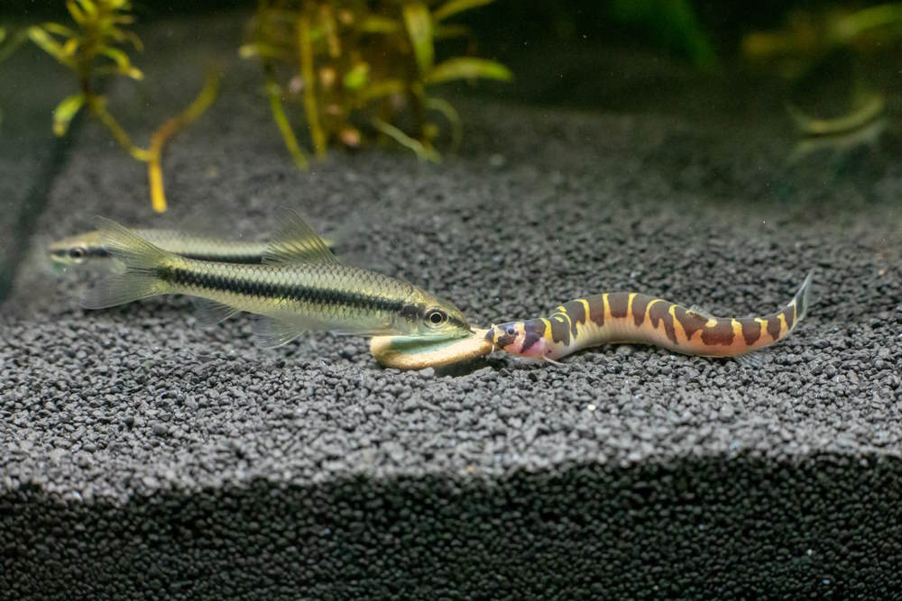 Kuhli loach and Siamese algae-eater are eating a wafer