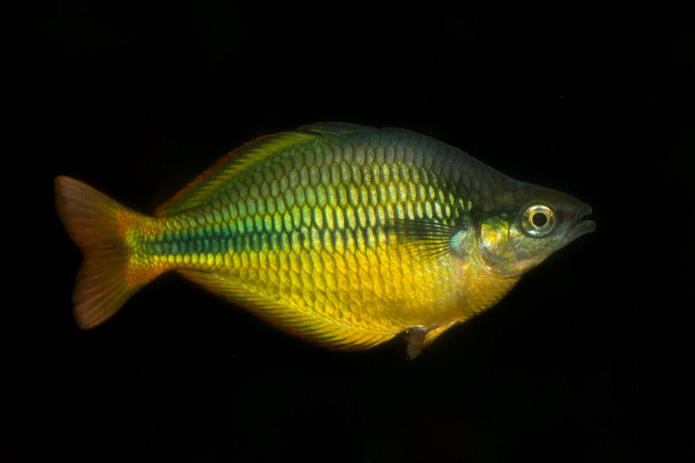 Lake Tebera rainbowfish (Melanotaenia herbertaxelrodi)