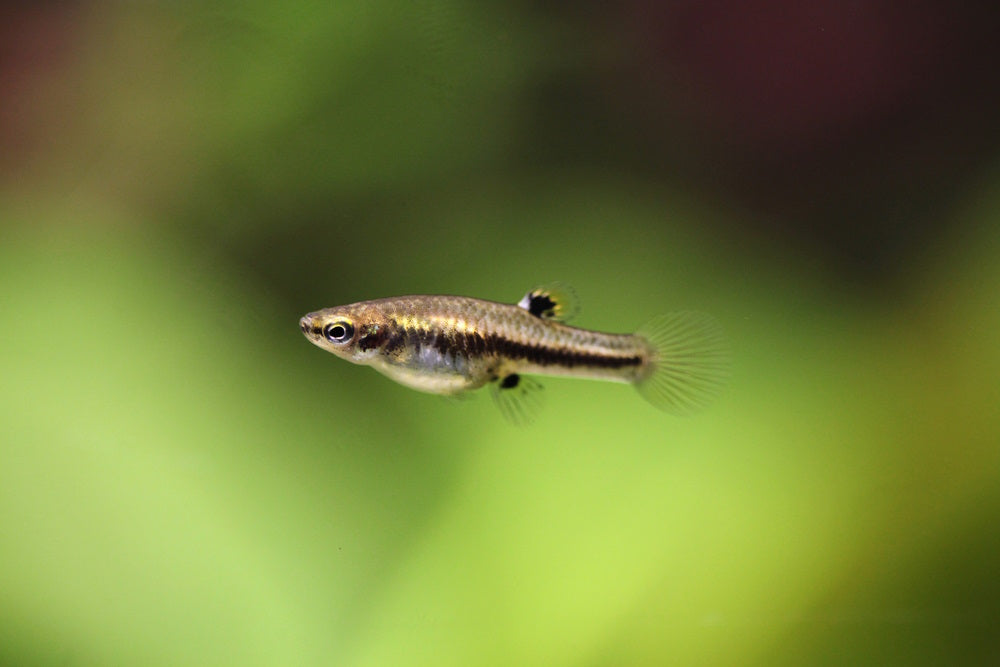 Heterandria formosa