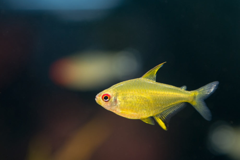 Lemon Tetra (Hyphessobrycon pulchripinnis)