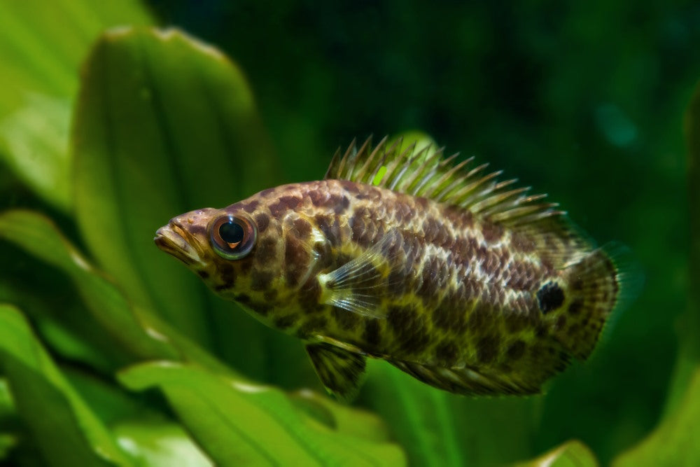 Leopard bush fish, Ctenopoma acutirostre