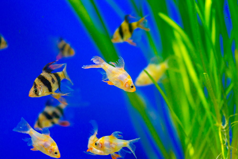 tiger barb fish aquarium