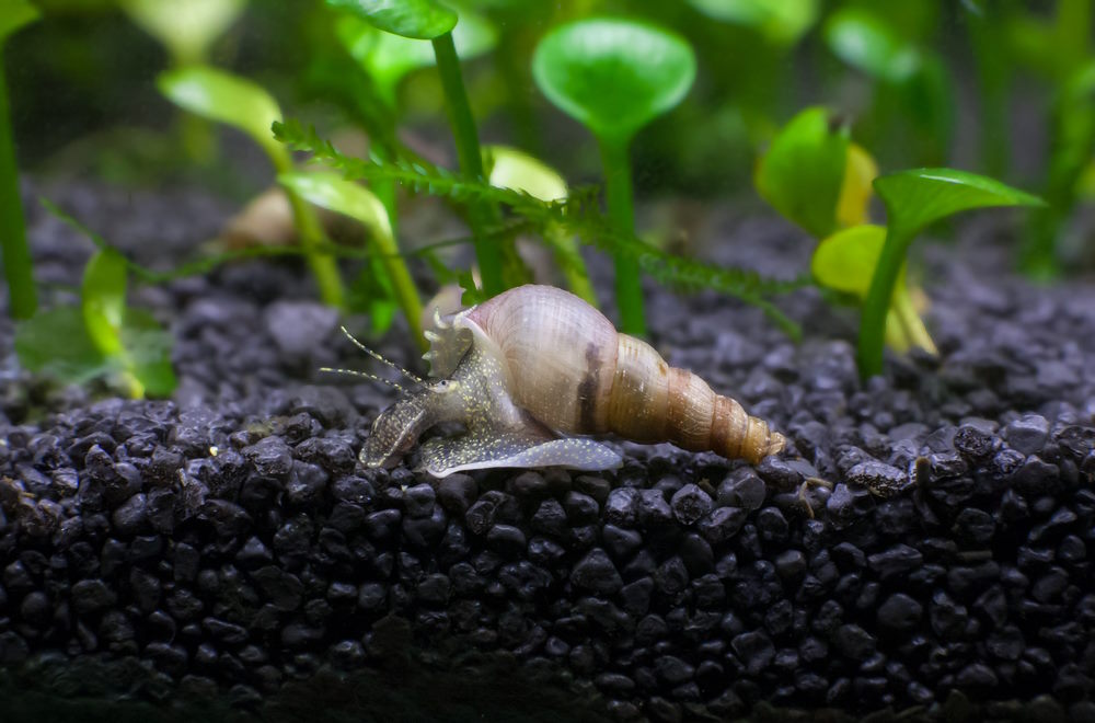 Malaysian Trumpet Snail