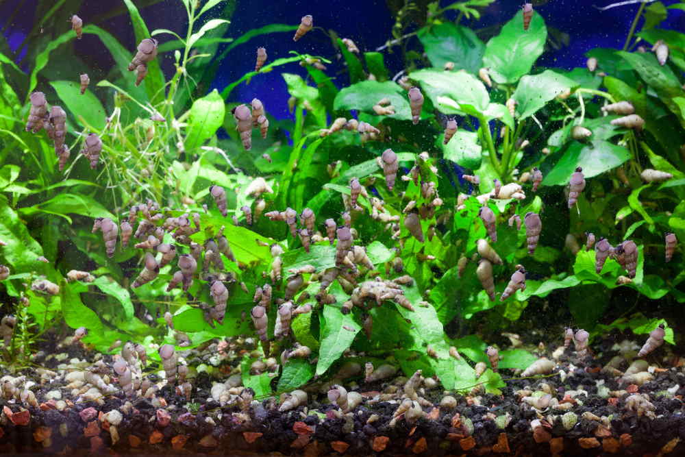 Malaysian trumpet snails in planted tank