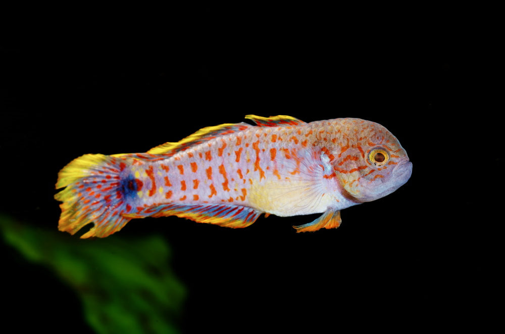 Male peacock gudgeon