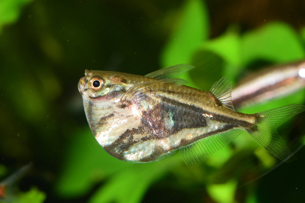 Marbled hatchetfish (Carnegiella strigata)