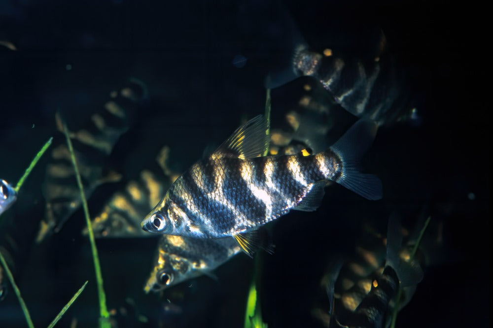 Top 5 Freshwater Oddballs for a 40-Gallon Breeder Aquarium