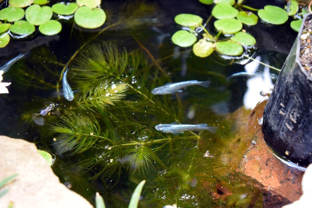 Miyuki blue ricefish eating from the surface