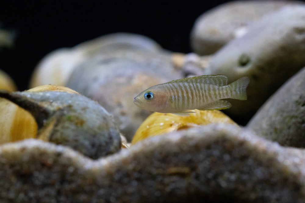 Neolamprologus multifasciatus or “multis”