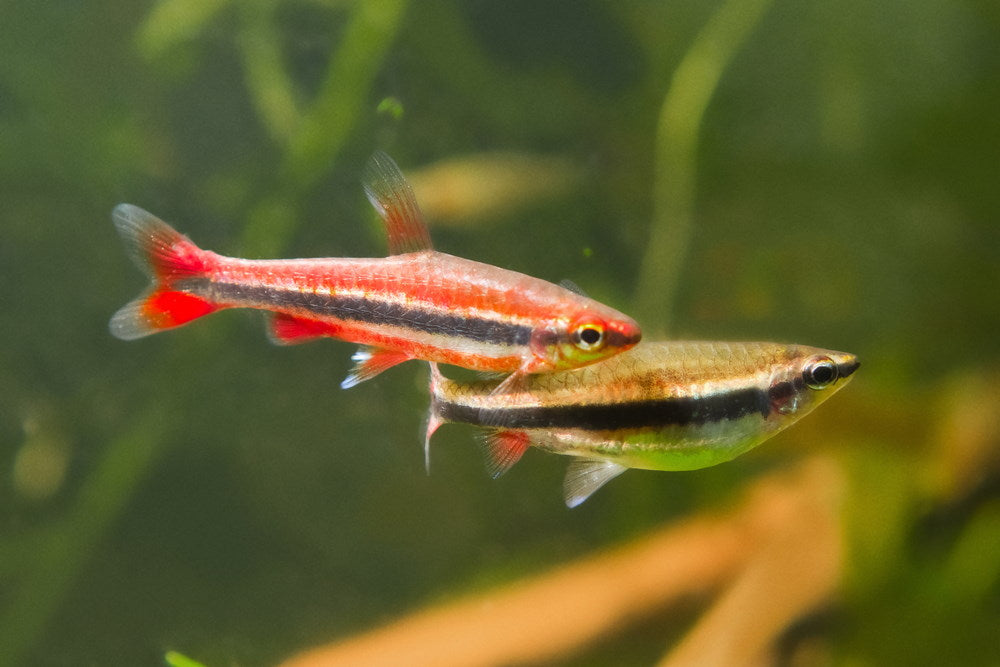 Nannostomus beckfordi 'red' - male and female