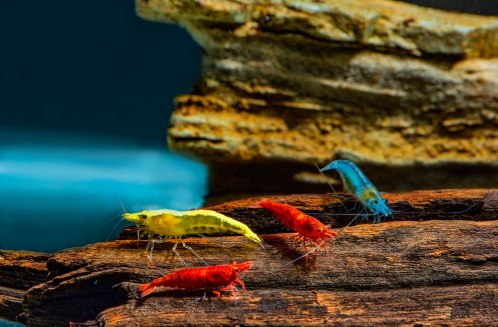 Neocaridina shrimp of many colors