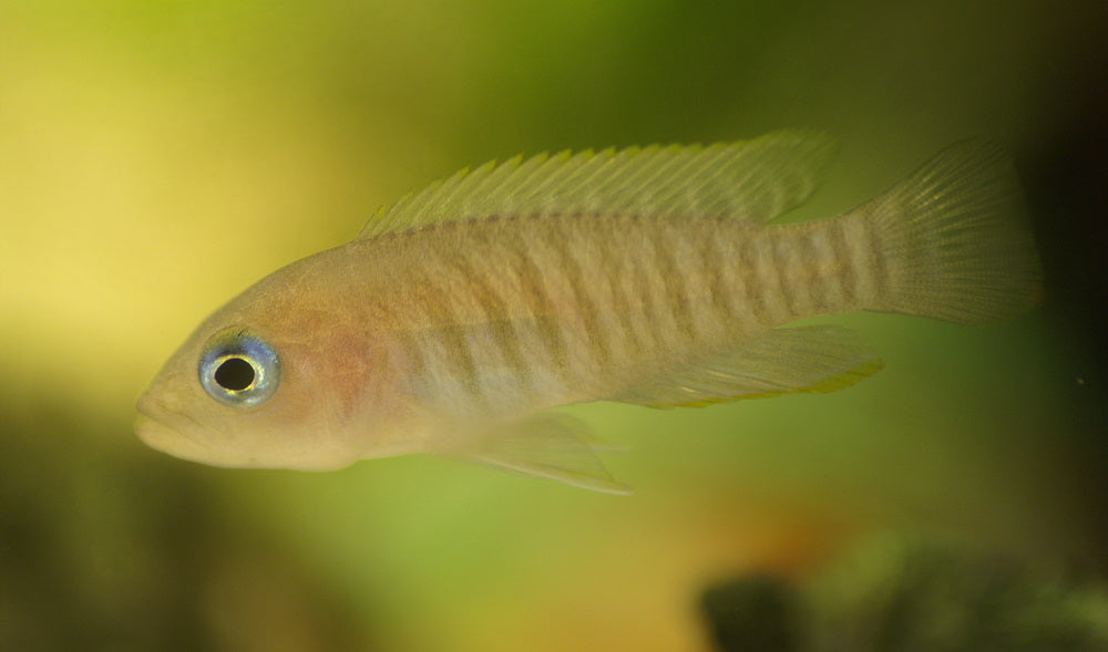 Top 10 Freshwater Fish for a 10-Gallon Aquarium