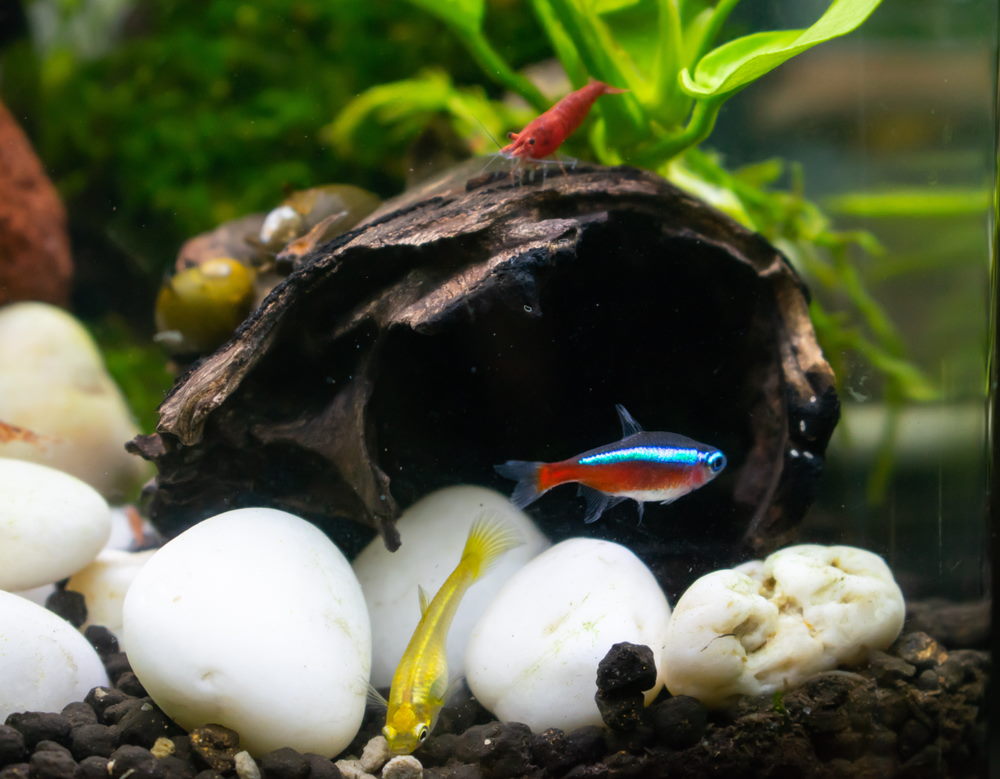 Neon Tetra and Guppies with dwarf shrimp in aquarium tank