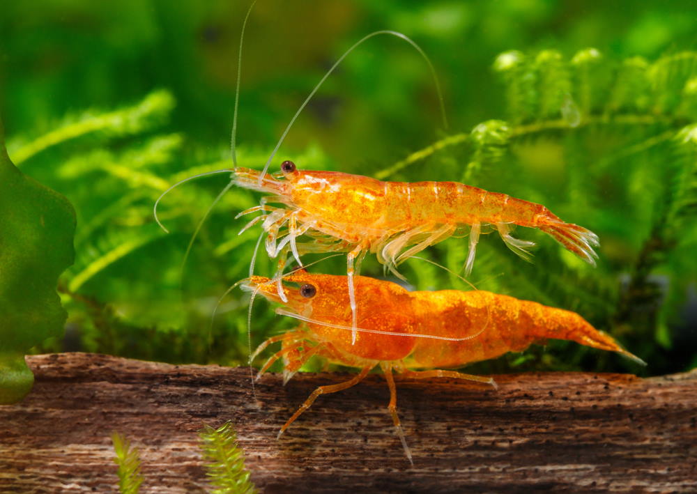 How To Use BacterAE In A Nano Shrimp Tank 