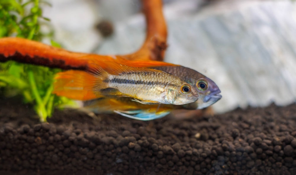 pair of Apistogramma dwarf cichlids